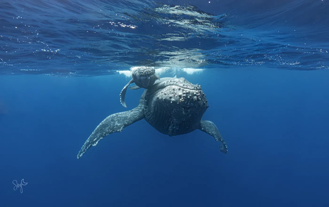 À la recherche des cétacés et exploration faune marine de la Réunion