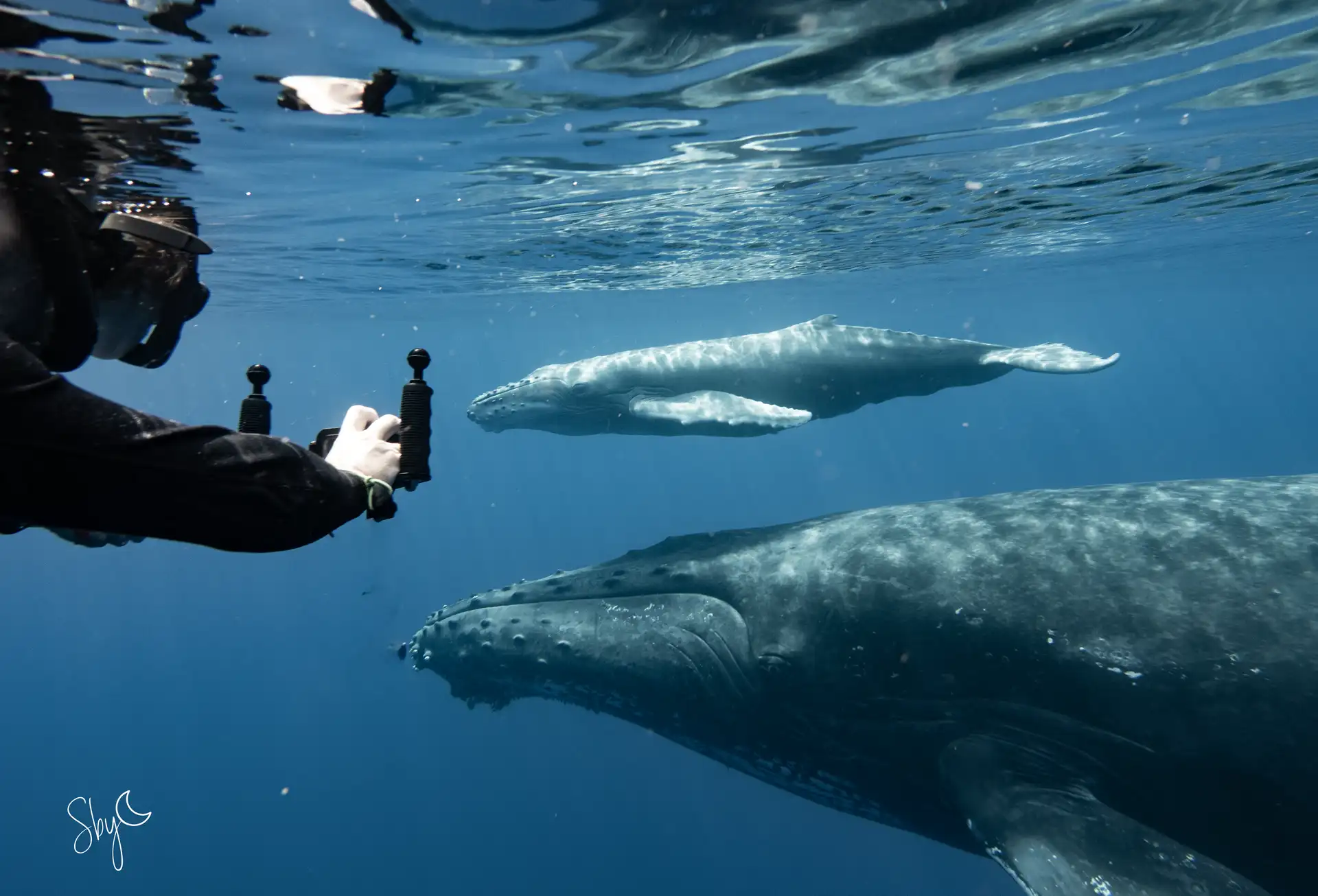 Nageuse avec baleine et baleineau dans l'océan Indien