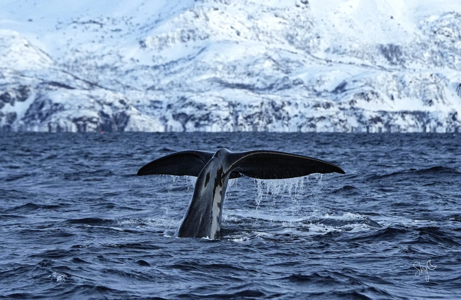 "Nouveaux invités dans le fjord"