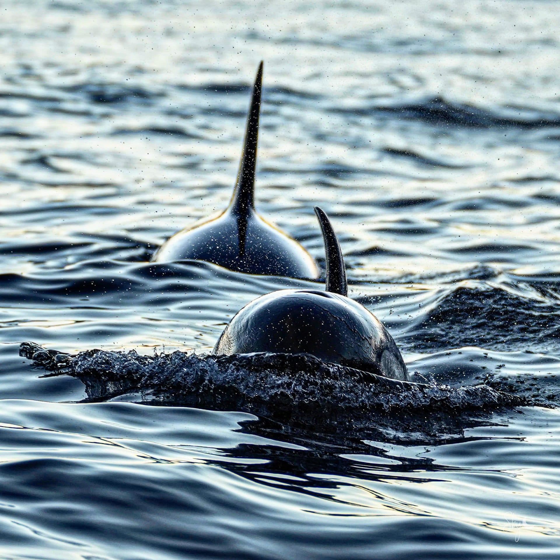 “Entre deux eaux”