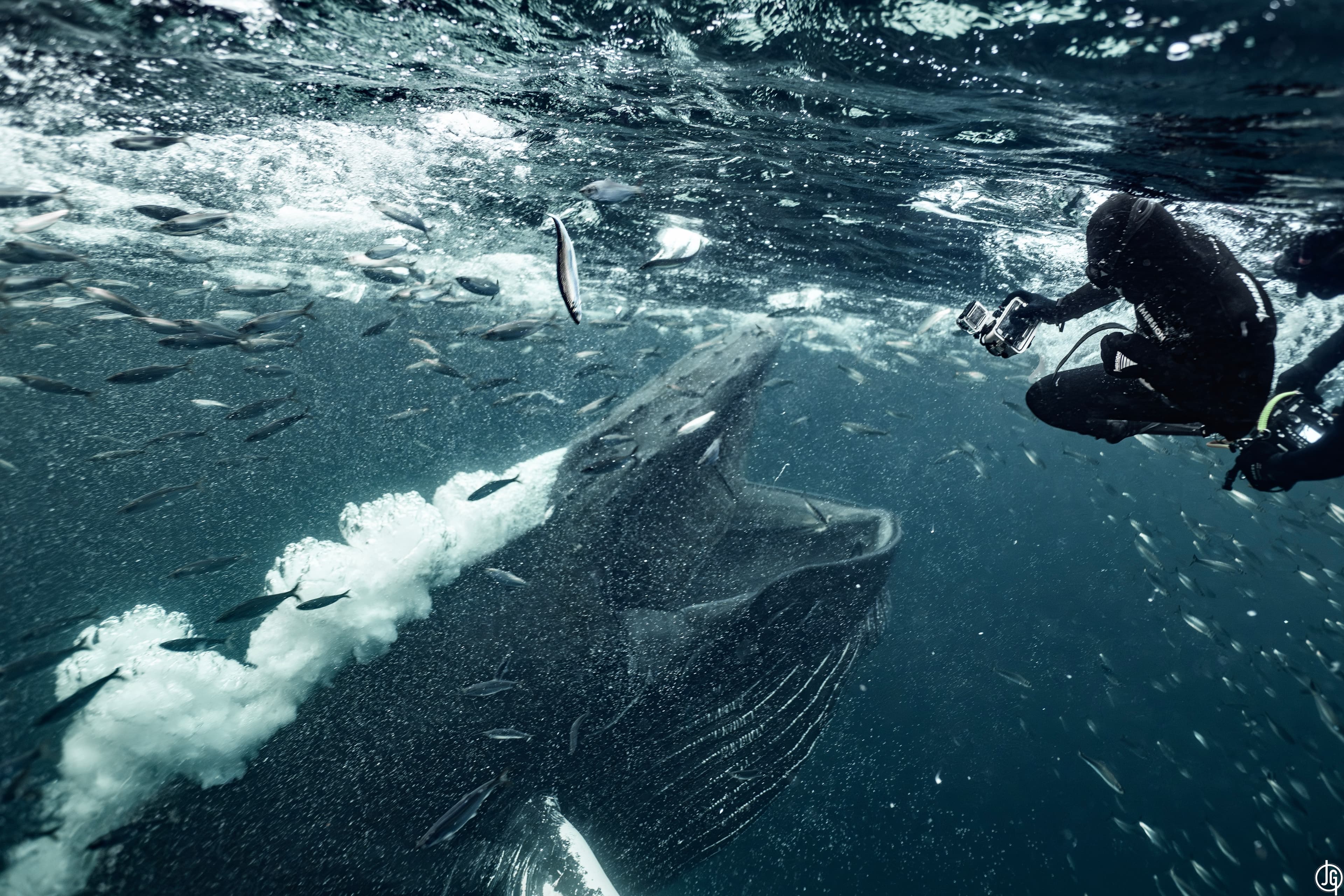 Journal de Mer : Ce que 20 ans sous la surface m'ont appris sur l'humilité