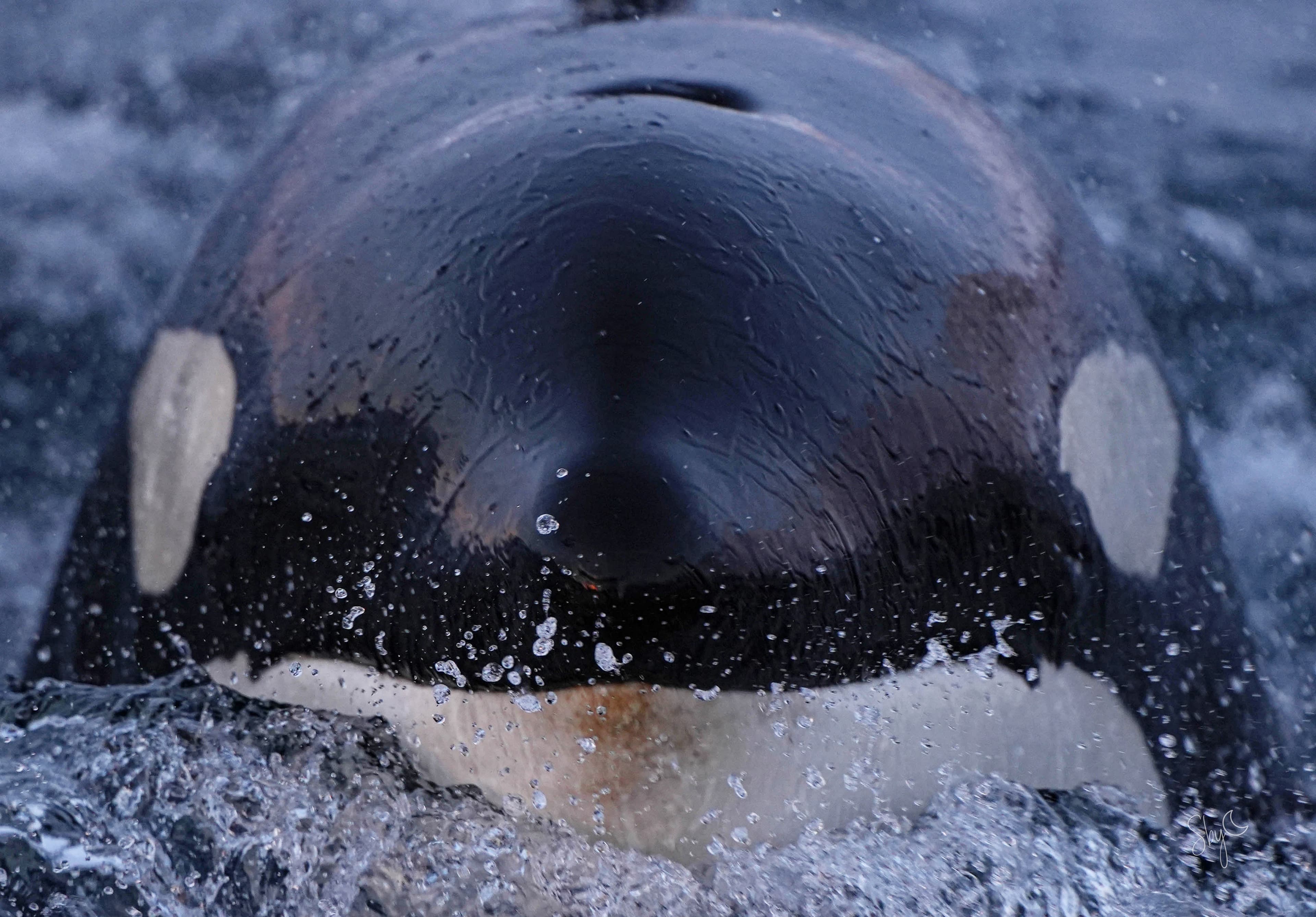 Orques : derrière la réputation d'une « tueuse », une autre réalité