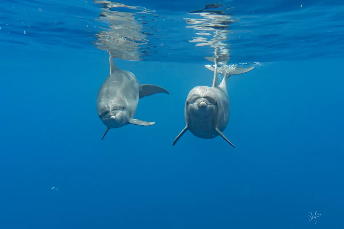 À la recherche des dauphins de la Réunion et de la faune marine locale