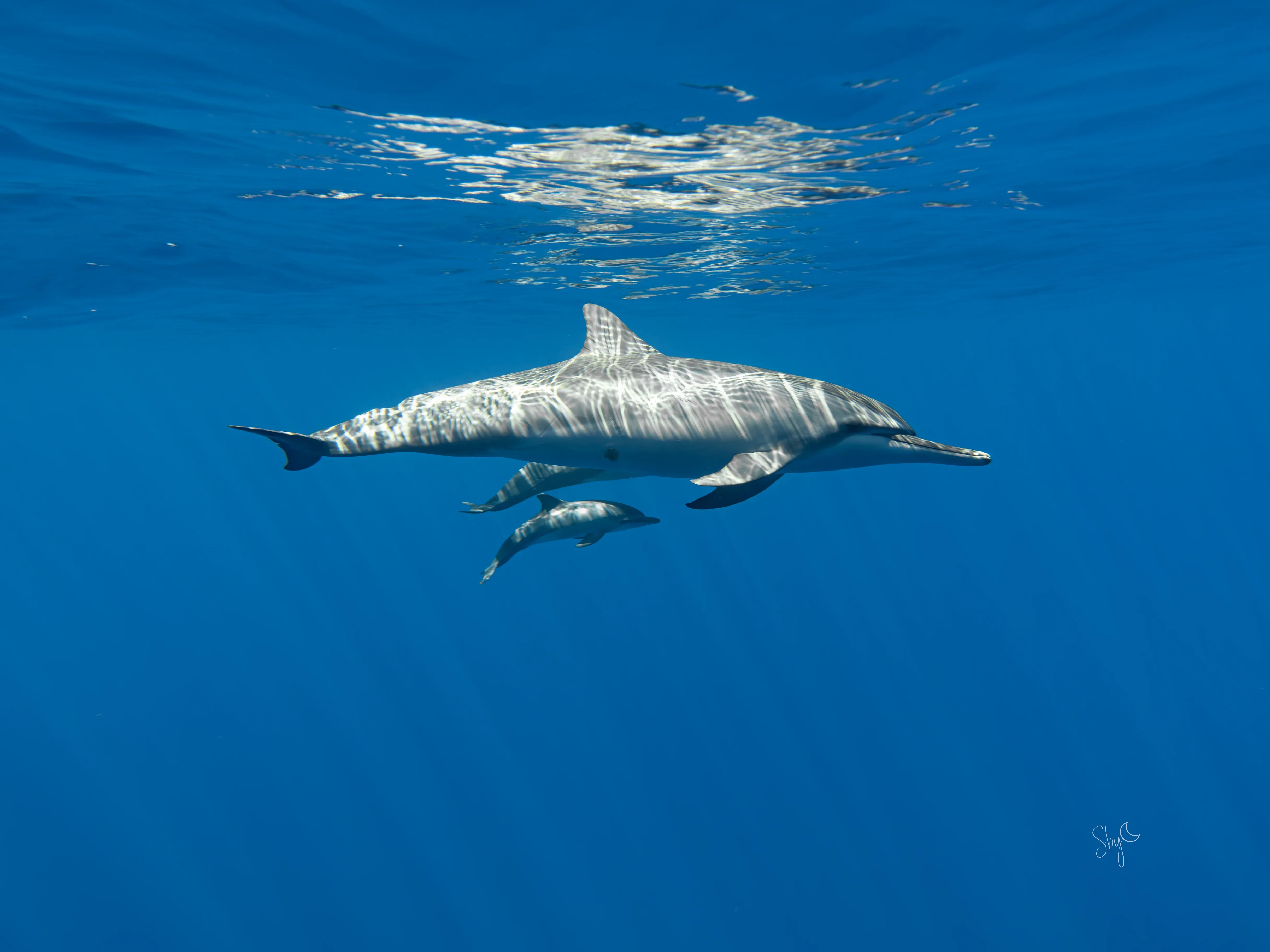 Photographier sans déranger