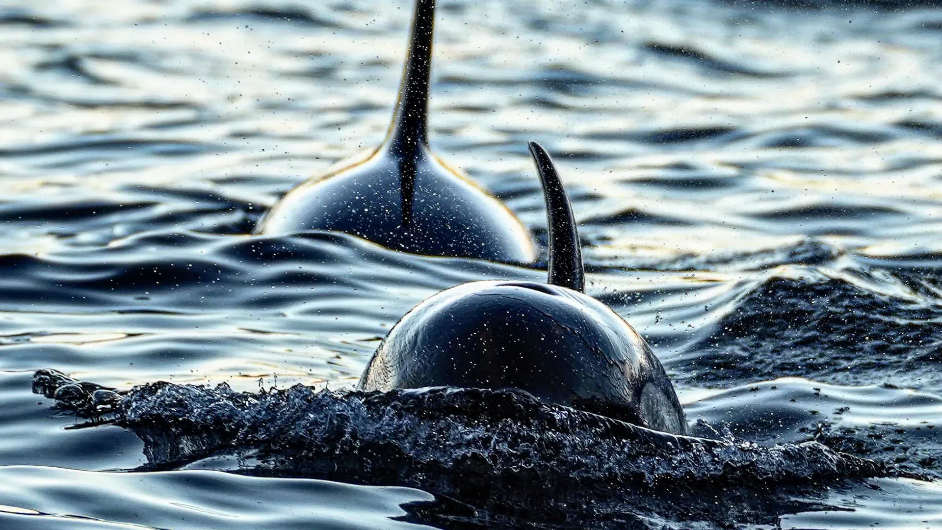 Secrets des Orques - Disponible JUIN 2026