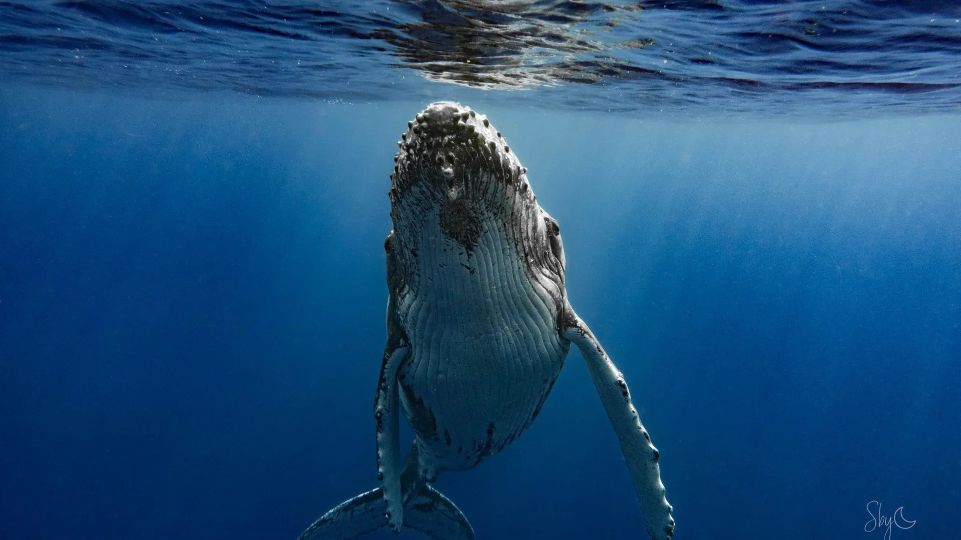 Les Voix de l'Océan