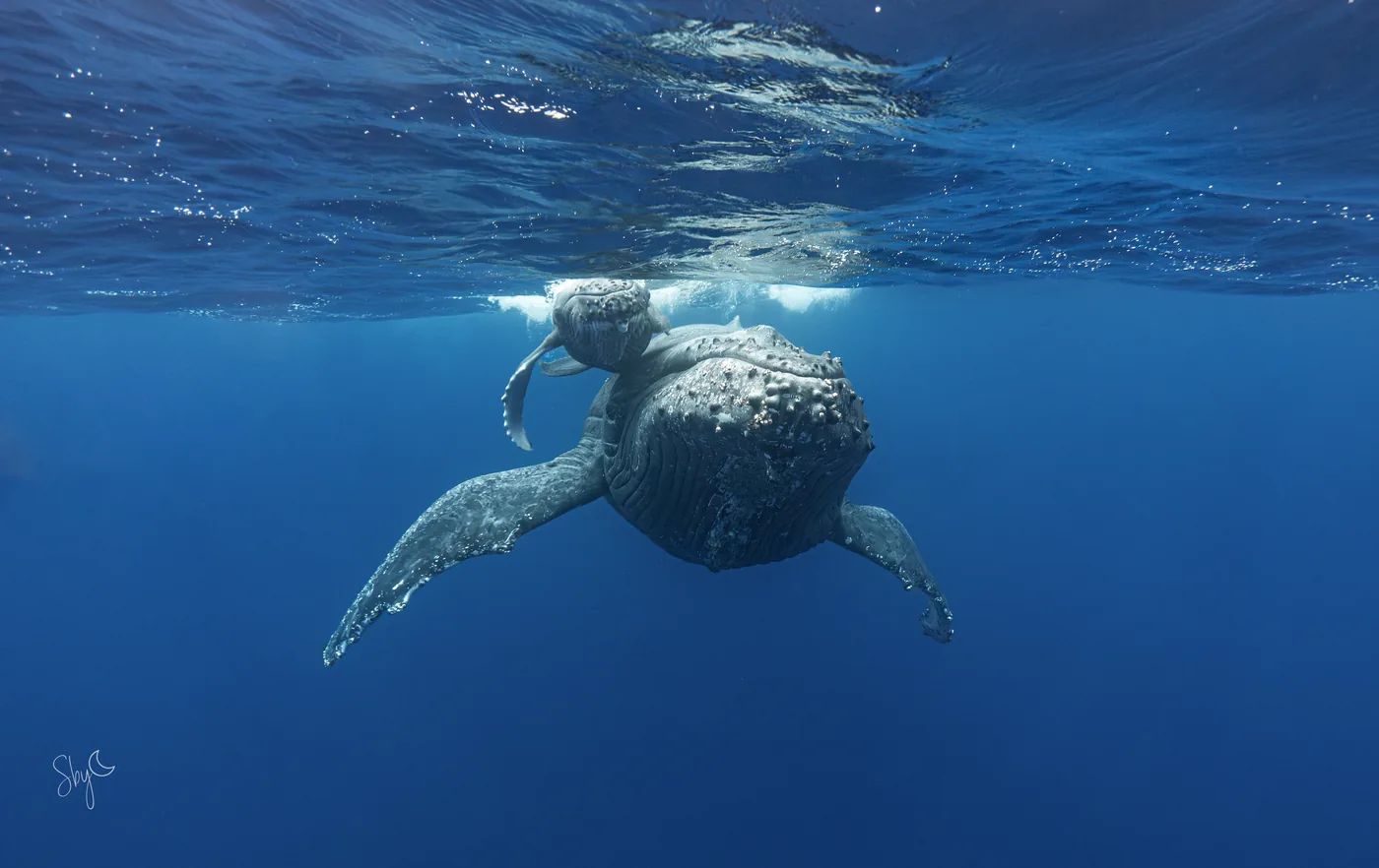 À la recherche des cétacés et exploration faune marine de la Réunion