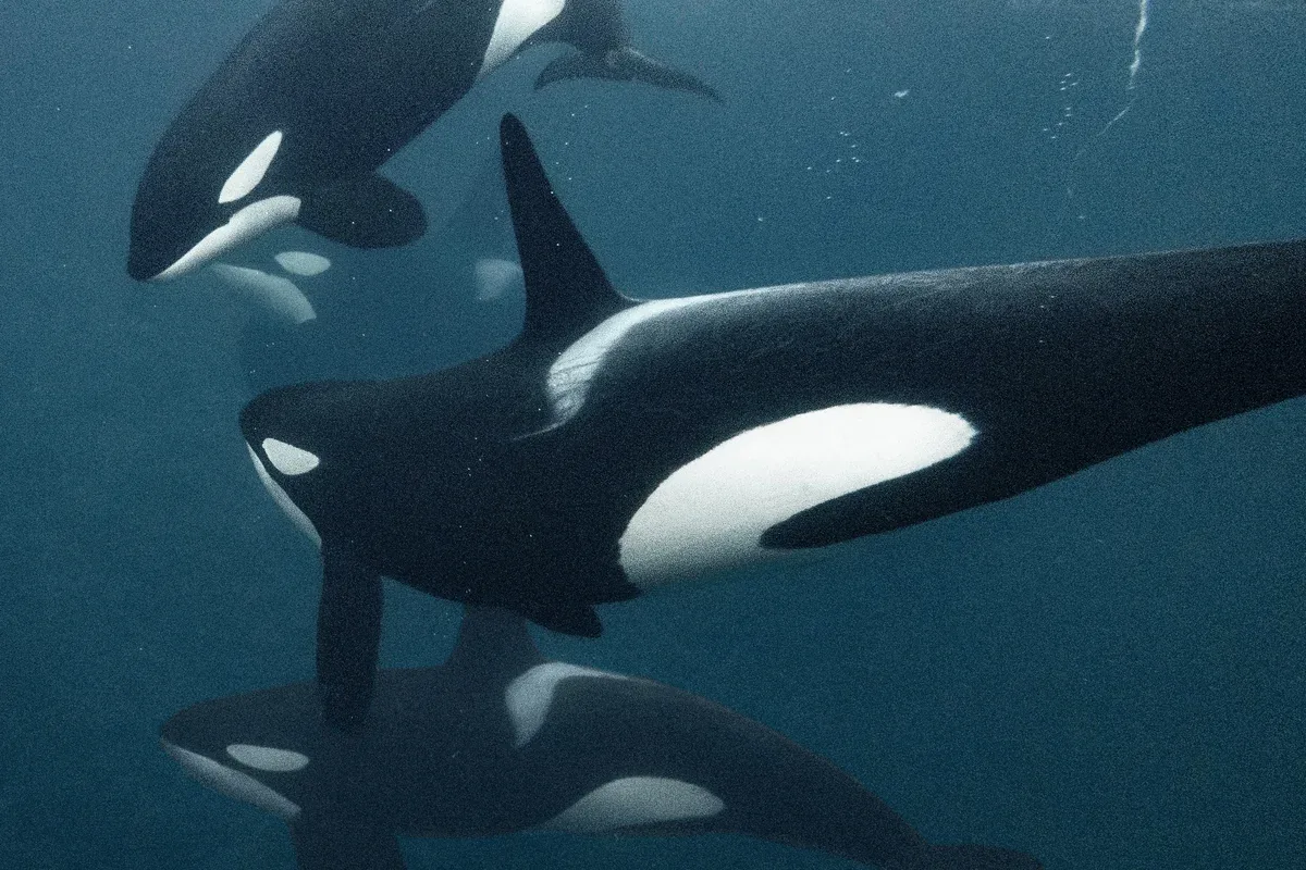 Rencontre avec les orques en Arctique